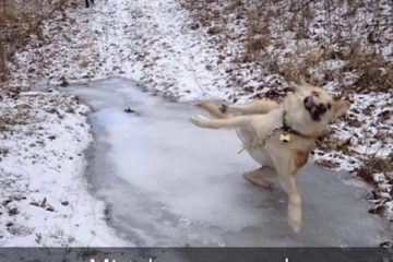 Top 28 Funny Cute Pet Memes
