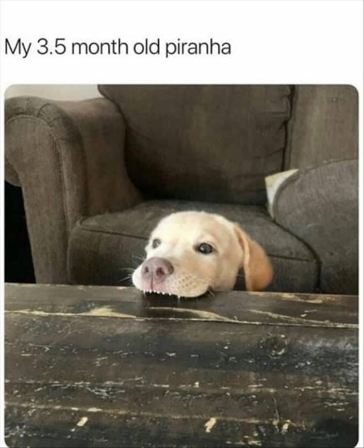 Top 28 Funny Cute Pet Memes Of The Day