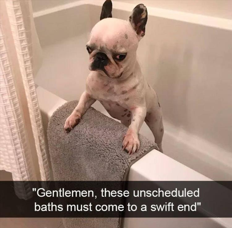 Top 28 Funny Cute Pet Memes Of The Day  karen dog