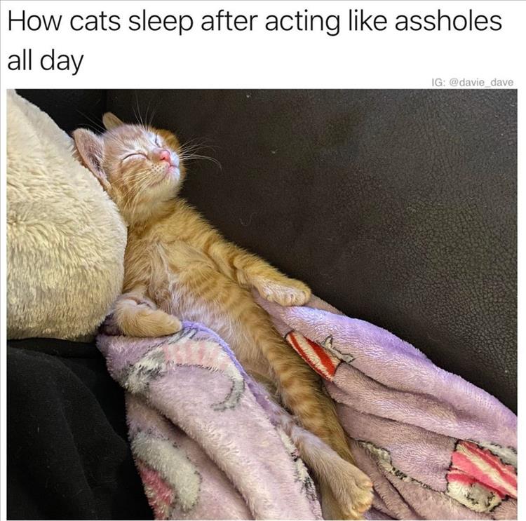 Cutest Animal Meme