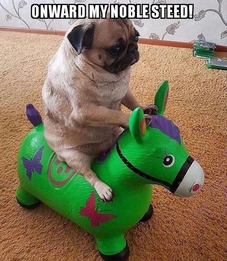 Cute Animal