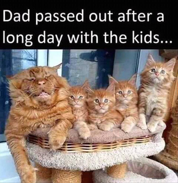 Cute Animal Memes