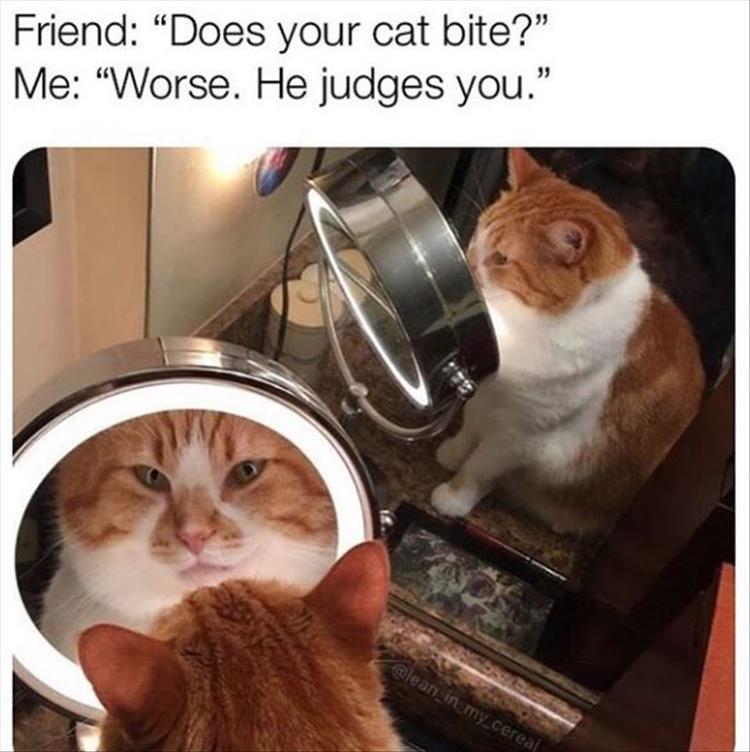 Cutest Animal Pic
