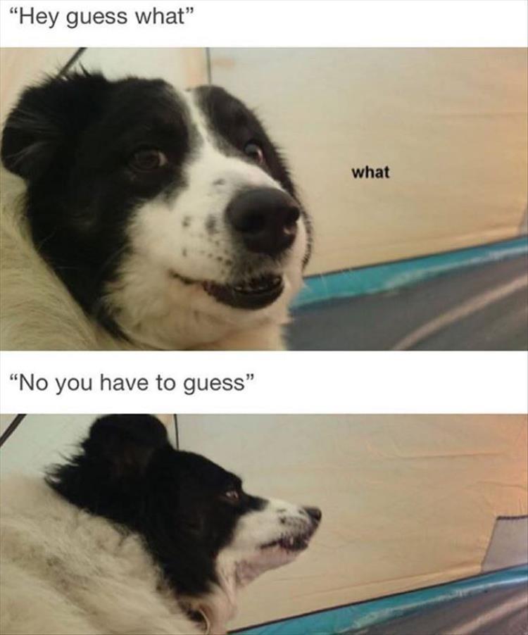 Cutest Animal Meme Pics