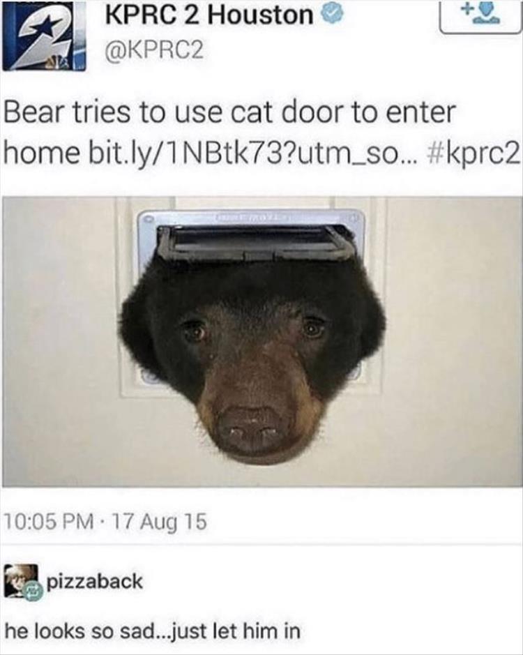 Cutest Animal Meme Pics