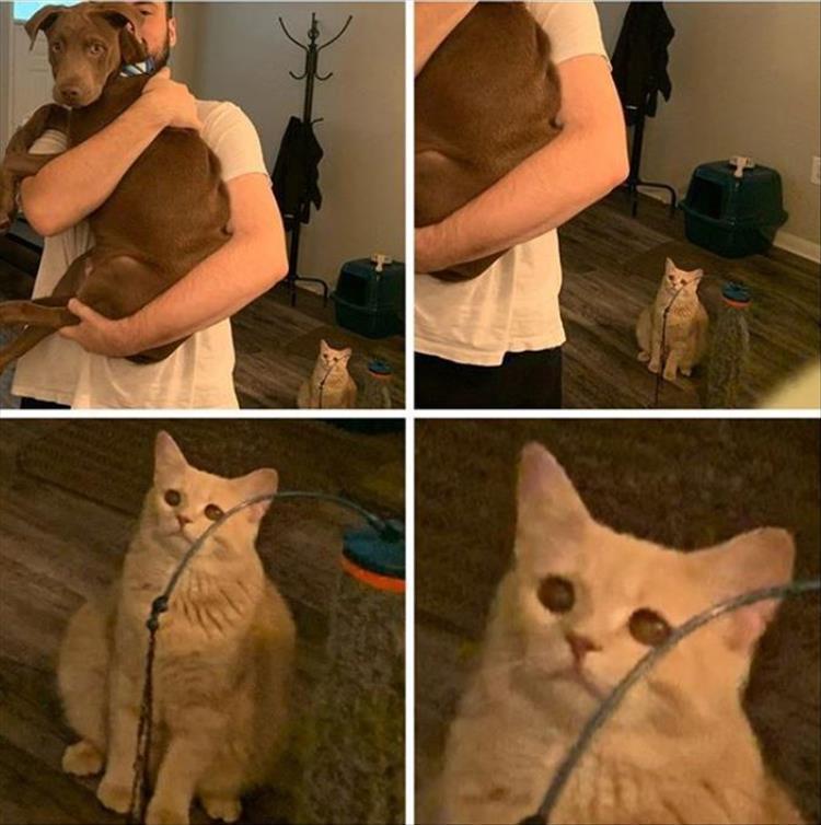 Animal Pics Cute