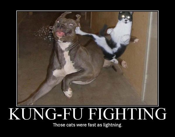 20 Hilarious Pet Memes For Animal Lovers