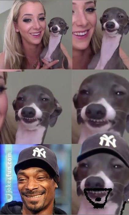 15 Of The Cutest Smiling Dog Pictures You Must See