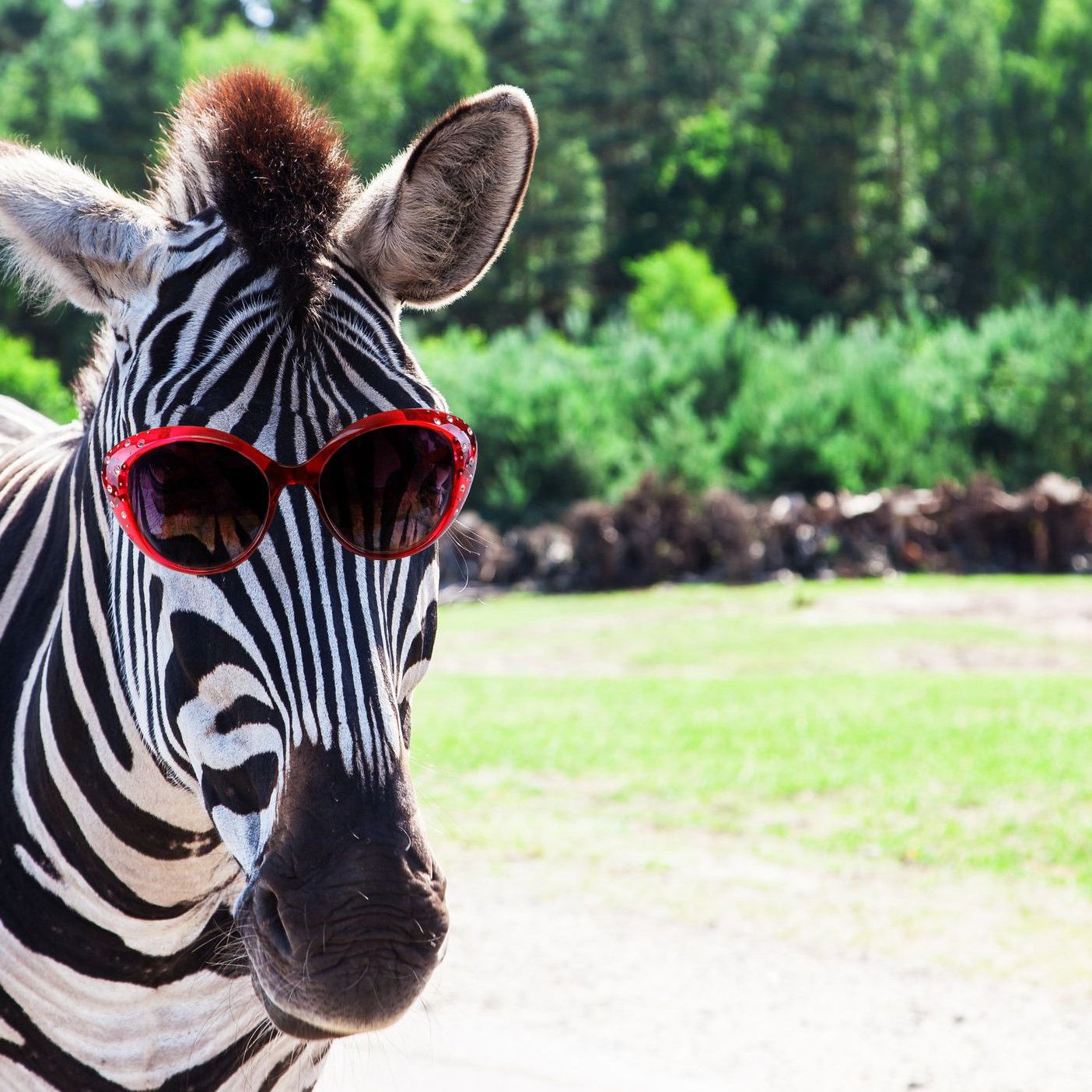 20 Cute And Funny Animal Memes You Must See 