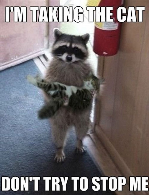 20 Cute And Funny Animal Memes You Must See