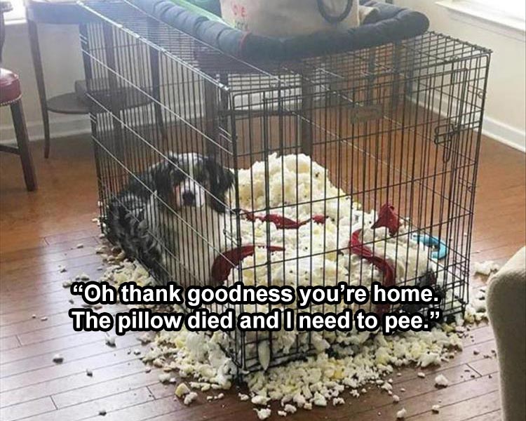 20 Cute And Funny Animal Memes You Must See