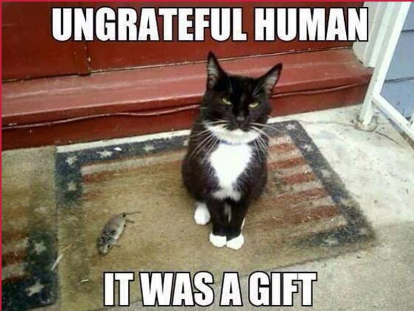 20 Hilarious Pet Memes For Animal Lovers