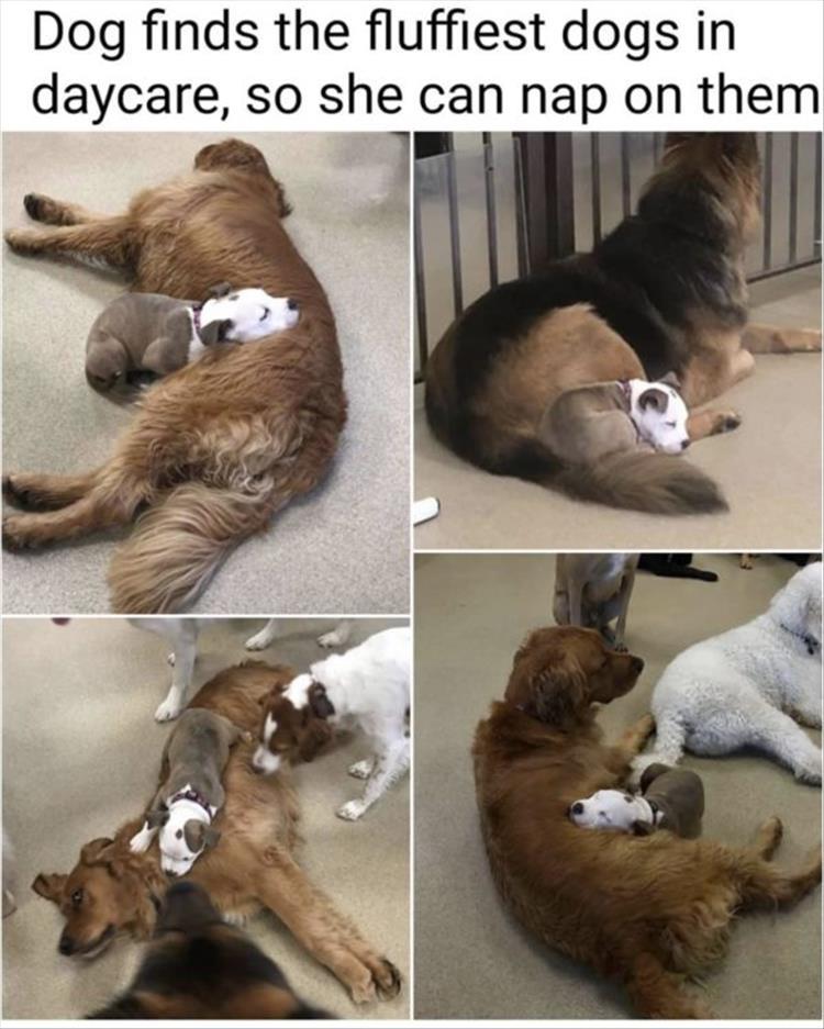 20 Cute And Funny Animal Memes You Must See