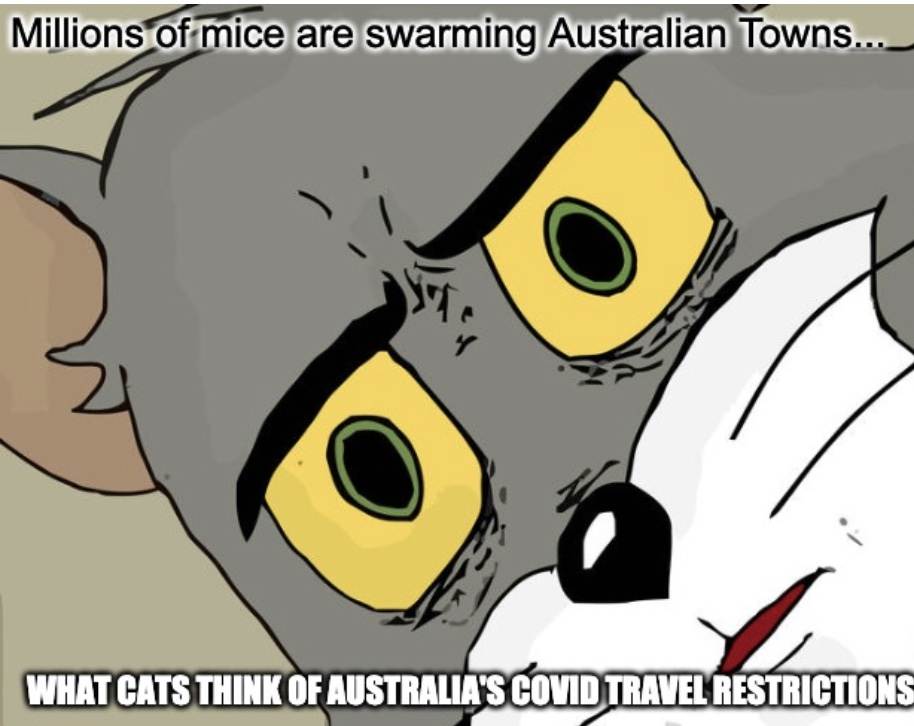 mice swarms australia meme