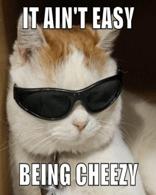 20 Cute And Funny Animal Memes You Must See