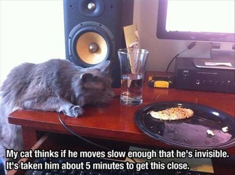 Funniest Animal Memes Pics