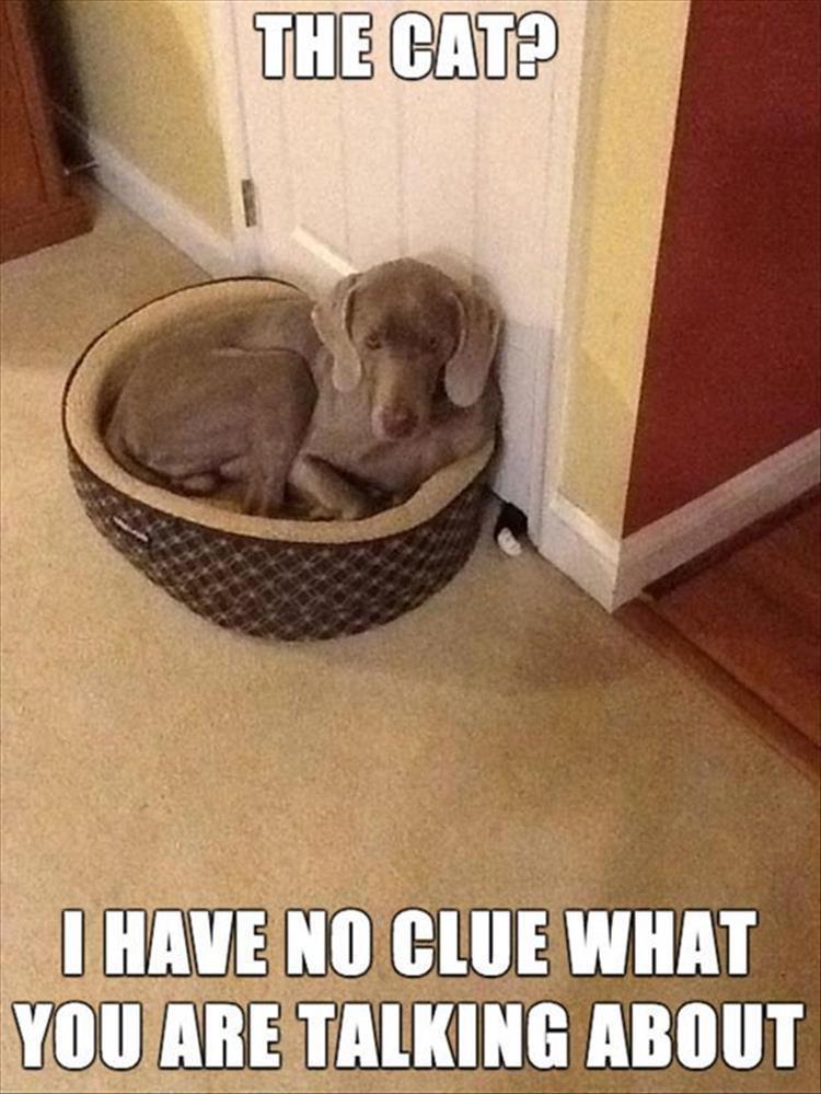 Funniest Animal Memes Pics
