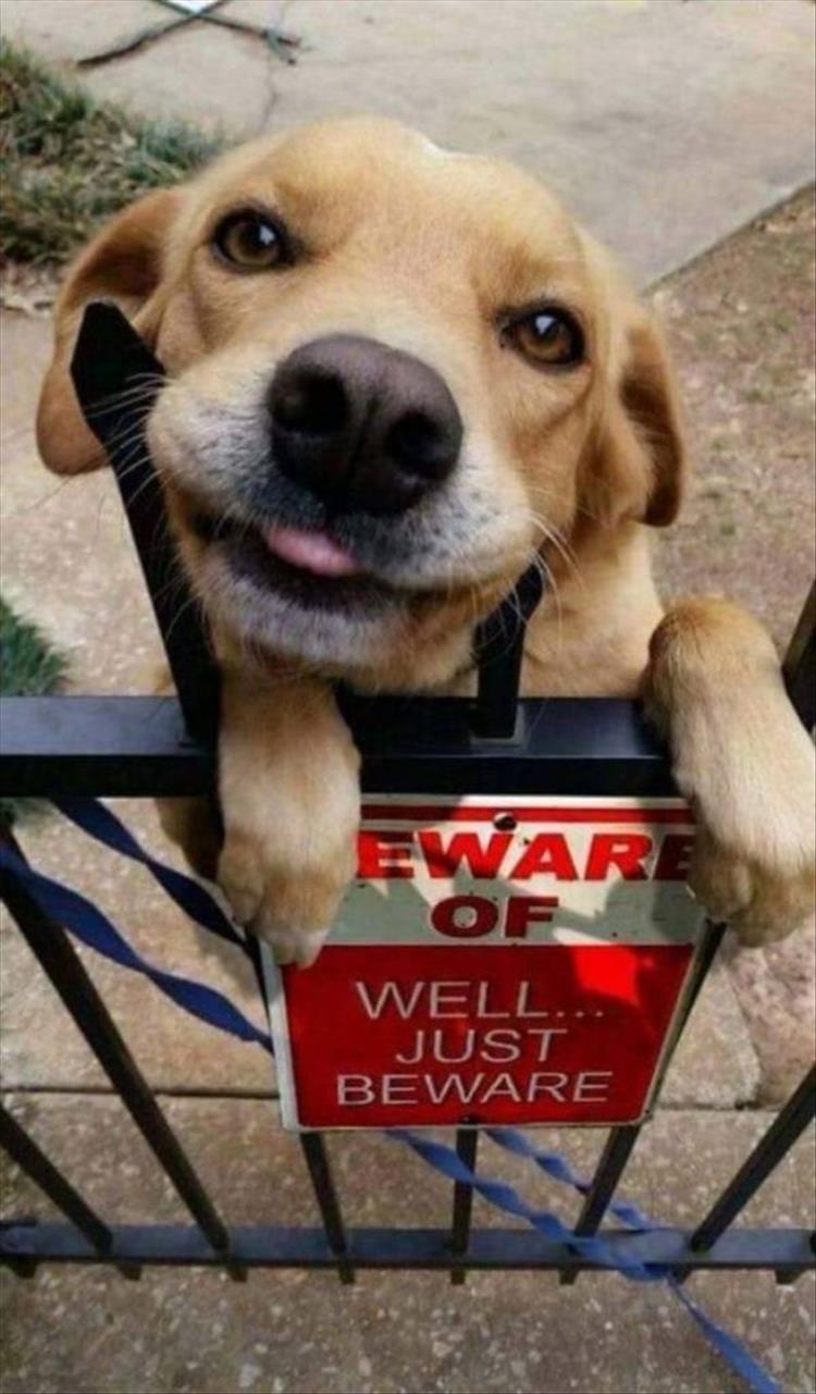Cute Animal Memes Pics