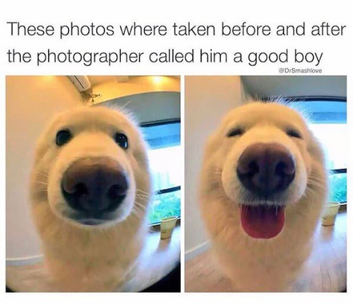 15 Of The Cutest Smiling Dog Pictures You Must See