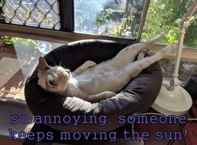 Funny Animal Summer Memes  First World Problems