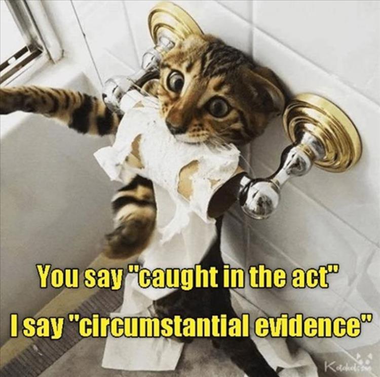 Funny Animal Summer Memes  Relativity