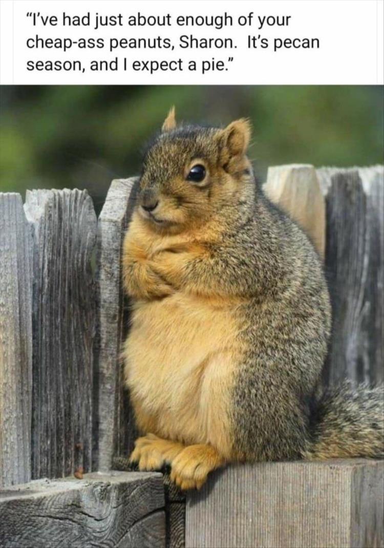 Funny Animal Summer Memes  Evolution