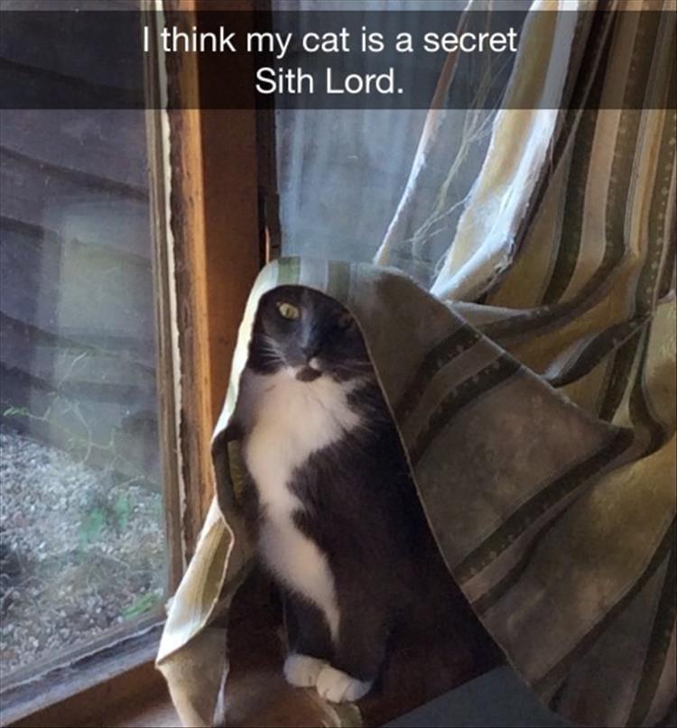 Funny Animal Summer Memes  Give In To Hate