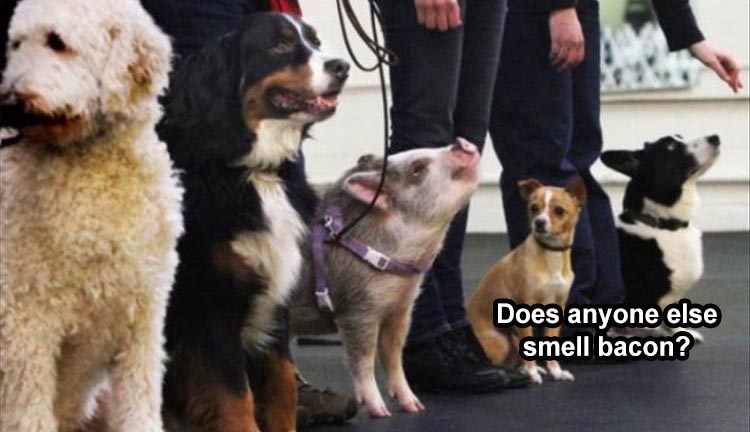 Funny Animal Summer Memes  Not Fooling Me