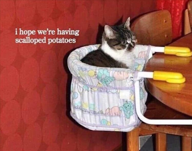 Funny Animal Summer Memes  Wedding Crasher's Cat