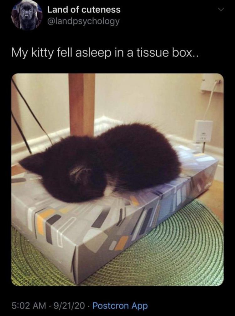 Funny Animal Summer Memes  Cuteness Squared