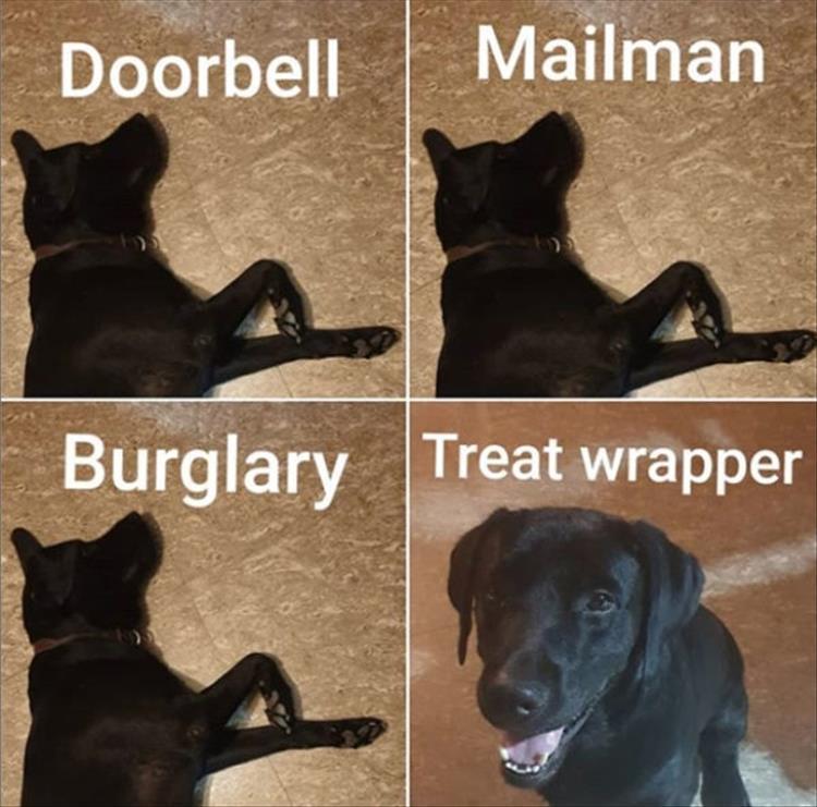 Funny Animal Summer Memes  Guard Dog 101