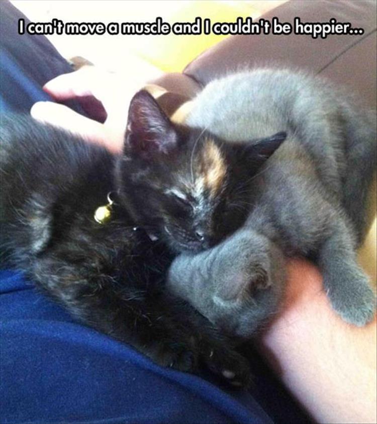 Funny Animal Summer Memes  Cuteness In Palm Of Hand