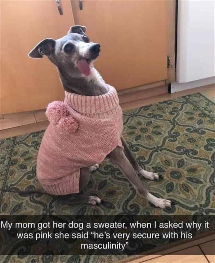 Top 30 Funny Animal Memes Of The Day 60D4584Bc6D16