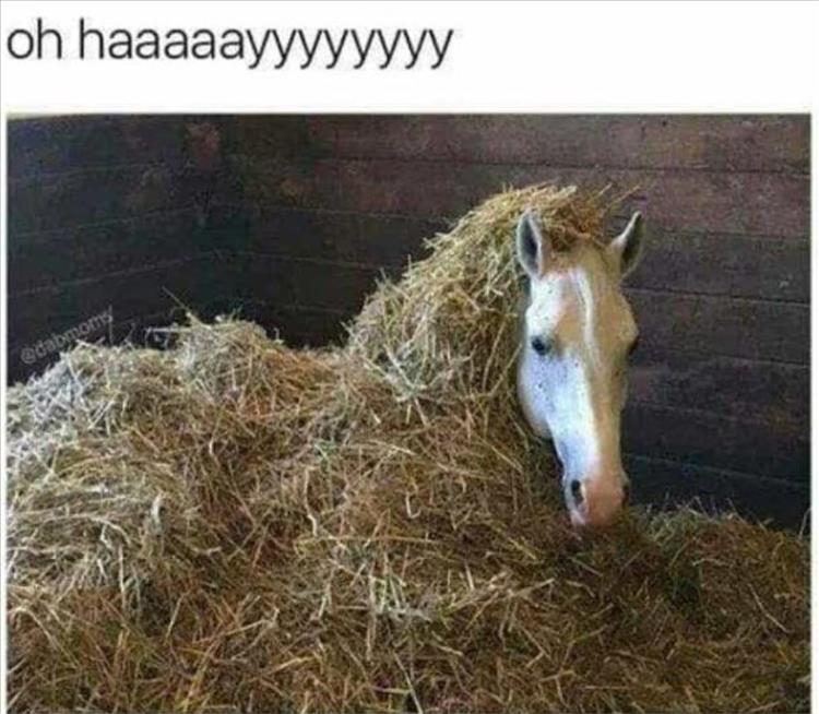 Top 30 Funny Animal Memes Of The Day 60D4584C49296