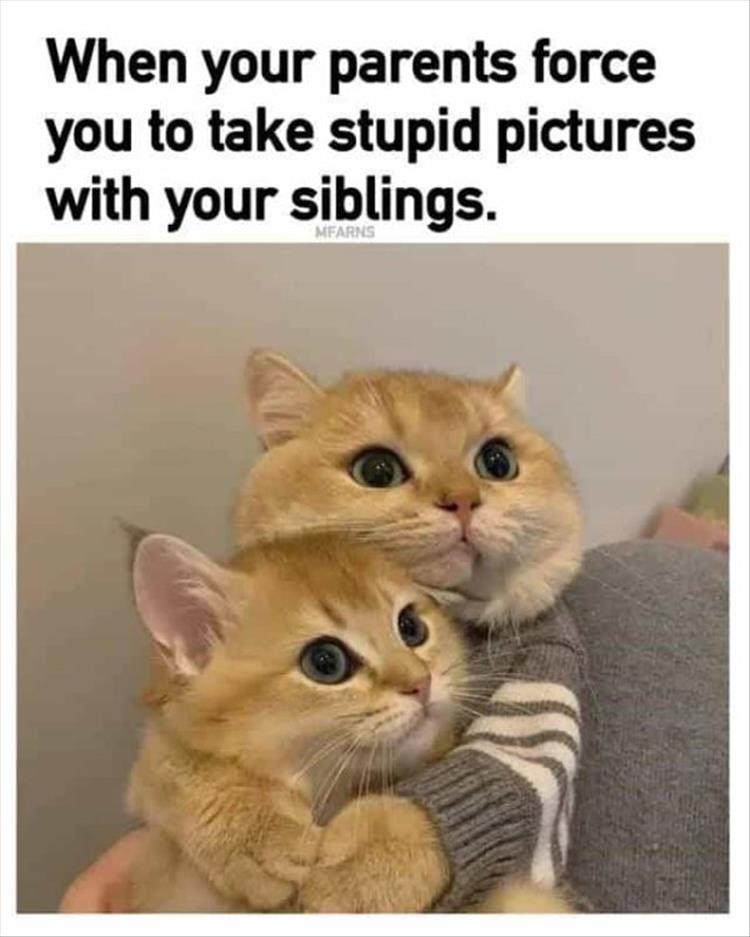 Top 30 Funny Animal Memes Of The Day 60D4584D2Ada9