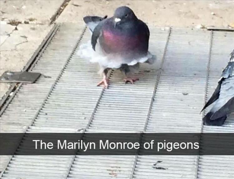 Top 30 Funny Animal Memes Of The Day 60D4584F82626