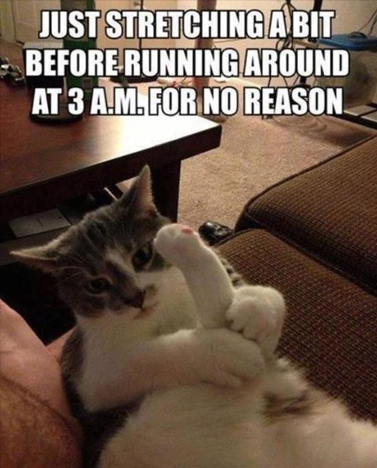 Top 30 Funny Animal Memes Of The Day 60D4585031165