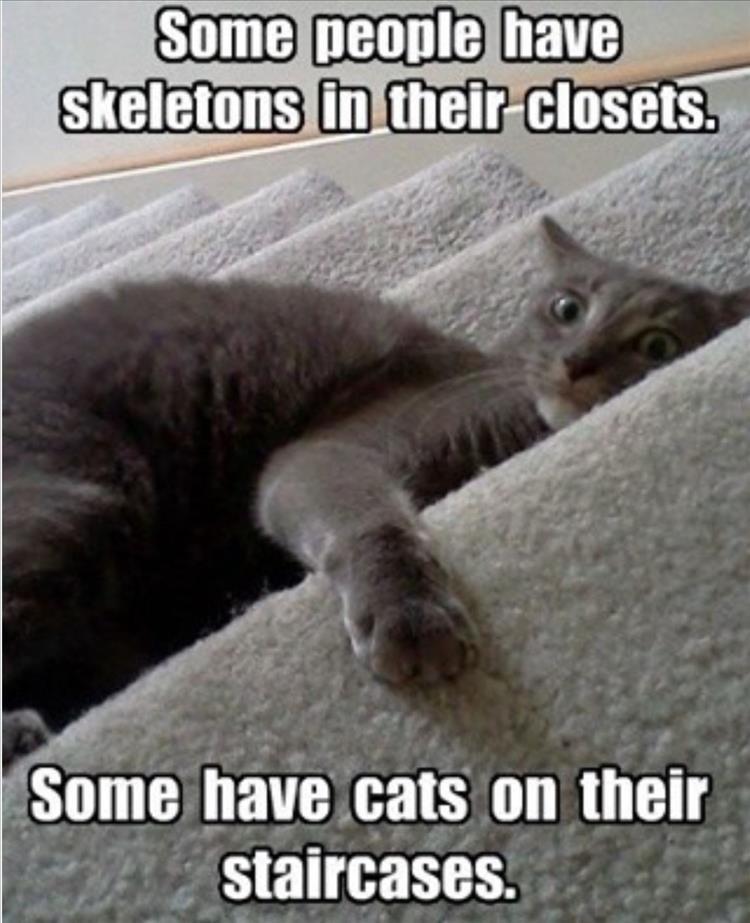 Top 30 Funny Animal Memes Of The Day 60D45850A1C97