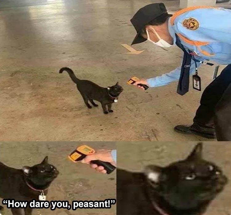 Top 30 Funny Animal Memes Of The Day 60D45851Bdaf5