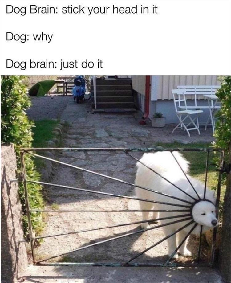 Top 30 Funny Animal Memes Of The Day 60D45852Dc496