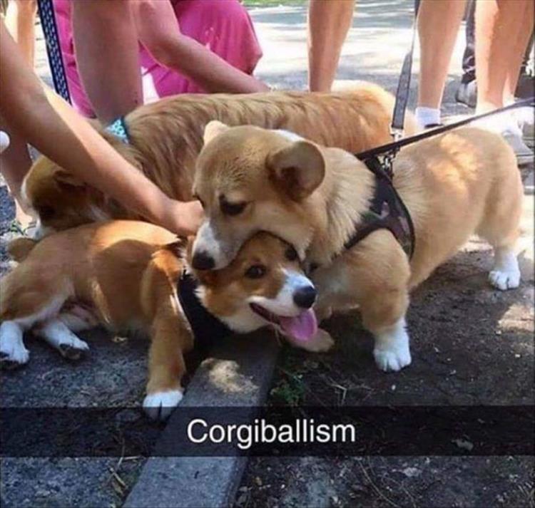 Top 30 Funny Animal Memes Of The Day 60D458540E962