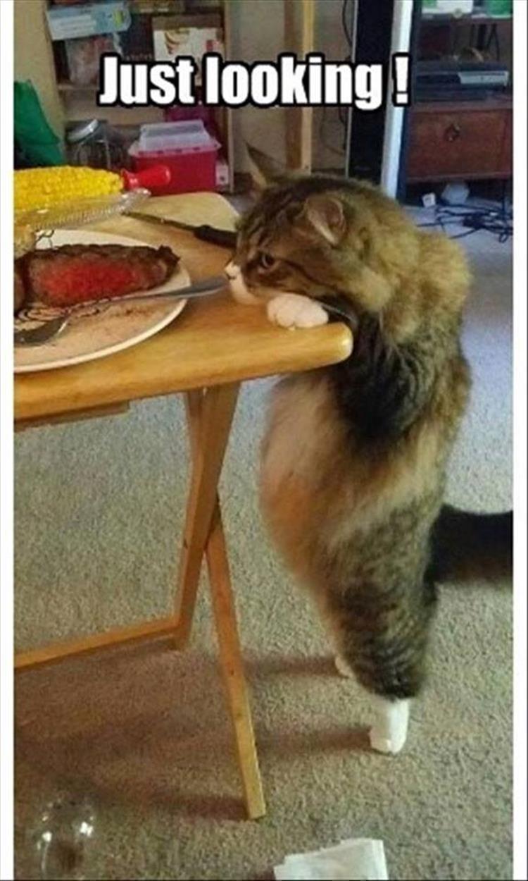 Top 30 Funny Animal Memes Of The Day 60D458559F727