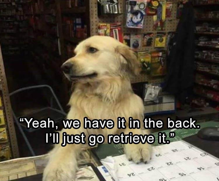 Top 30 Funny Animal Memes Of The Day 60D4585631Db4