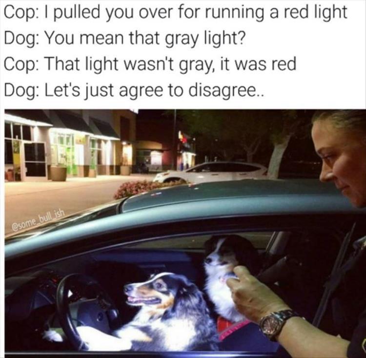 Top 30 Funny Animal Memes Of The Day 60D45856883Fd