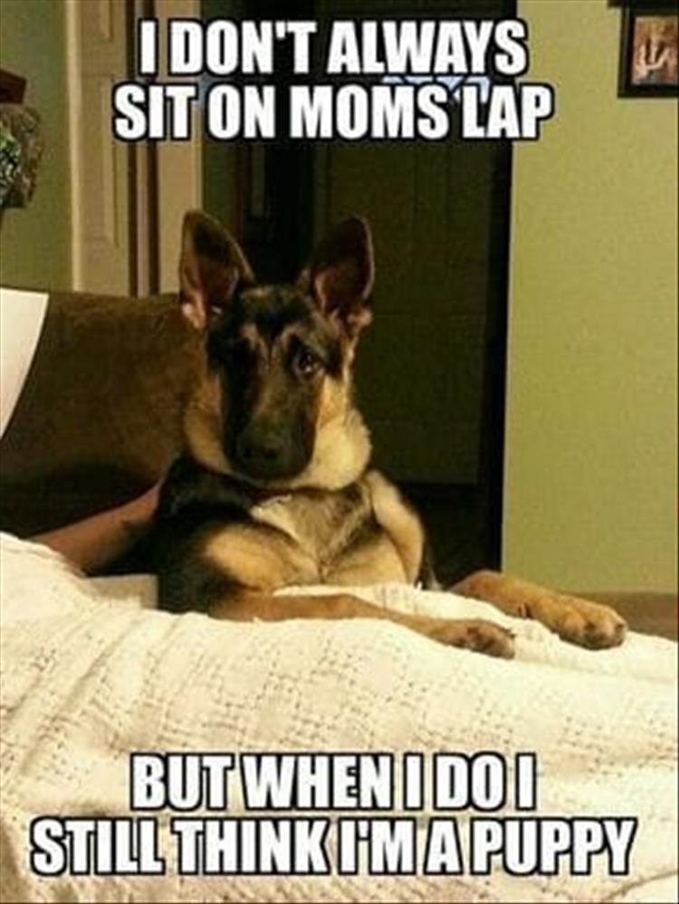 Top 30 Funny Animal Memes Of The Day 60D45856E30D6