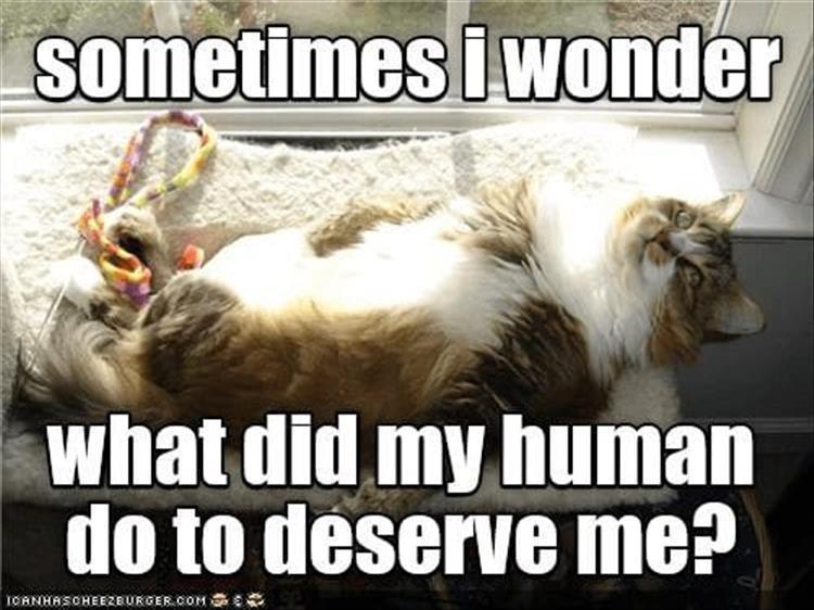 Top 30 Funny Animal Memes Of The Day 60D4585752E1F