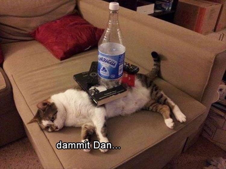 Top 30 Funny Animal Memes Of The Day 60D45857A50B1