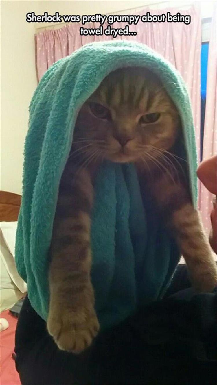 Top 30 Funny Animal Memes Of The Day 60D4585898657