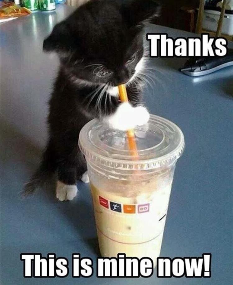 Top 34 Funny Animal Memes Of The Day 60D6Fb751376F