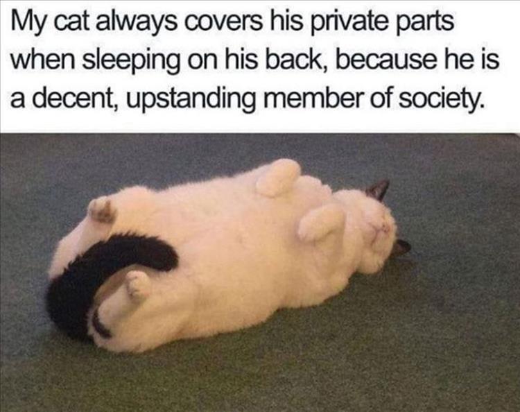 Top 34 Funny Animal Memes Of The Day 60D6Fb75Cff33